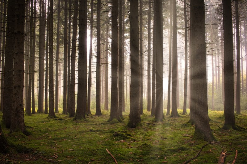 Forest App